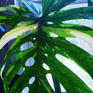 Meet your Posher, Barbara